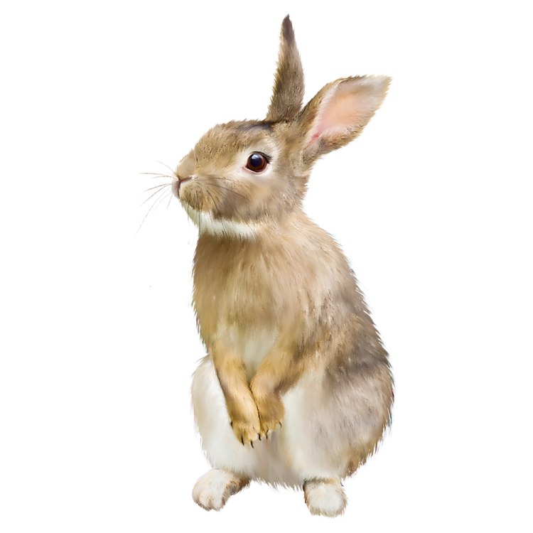 a brown and white rabbit