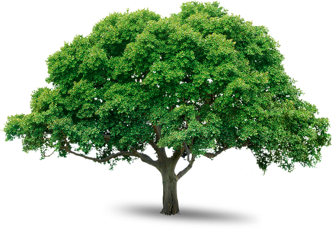a tree with green leaves on it