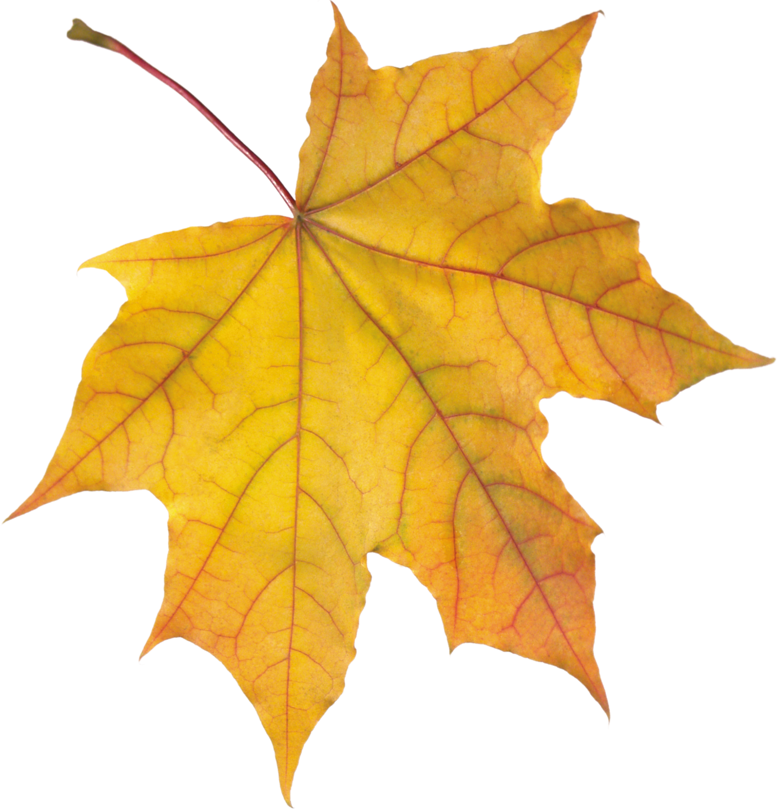 a yellow leaf on a white background