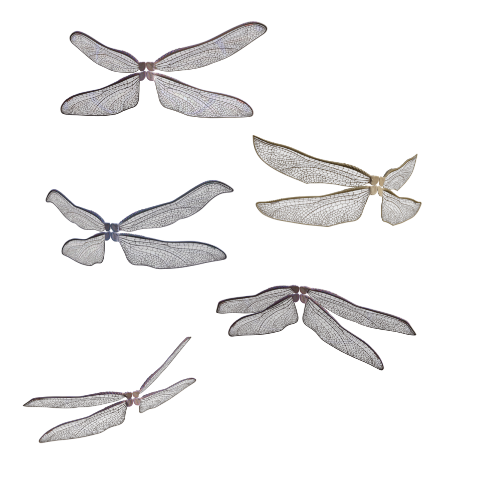 four dragon wings on a white background