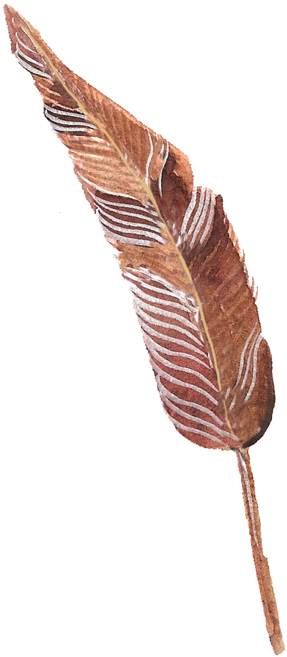 a brown feather on a white background