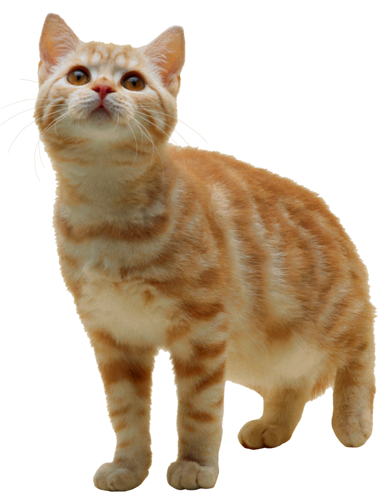 an orange and white cat