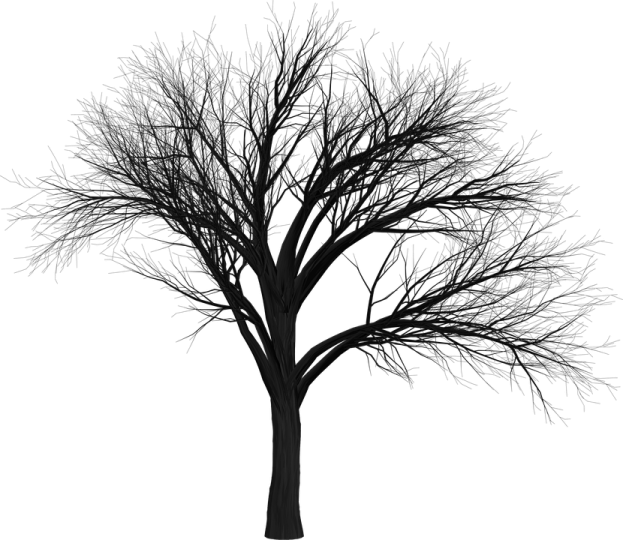a tree with no leaves on it