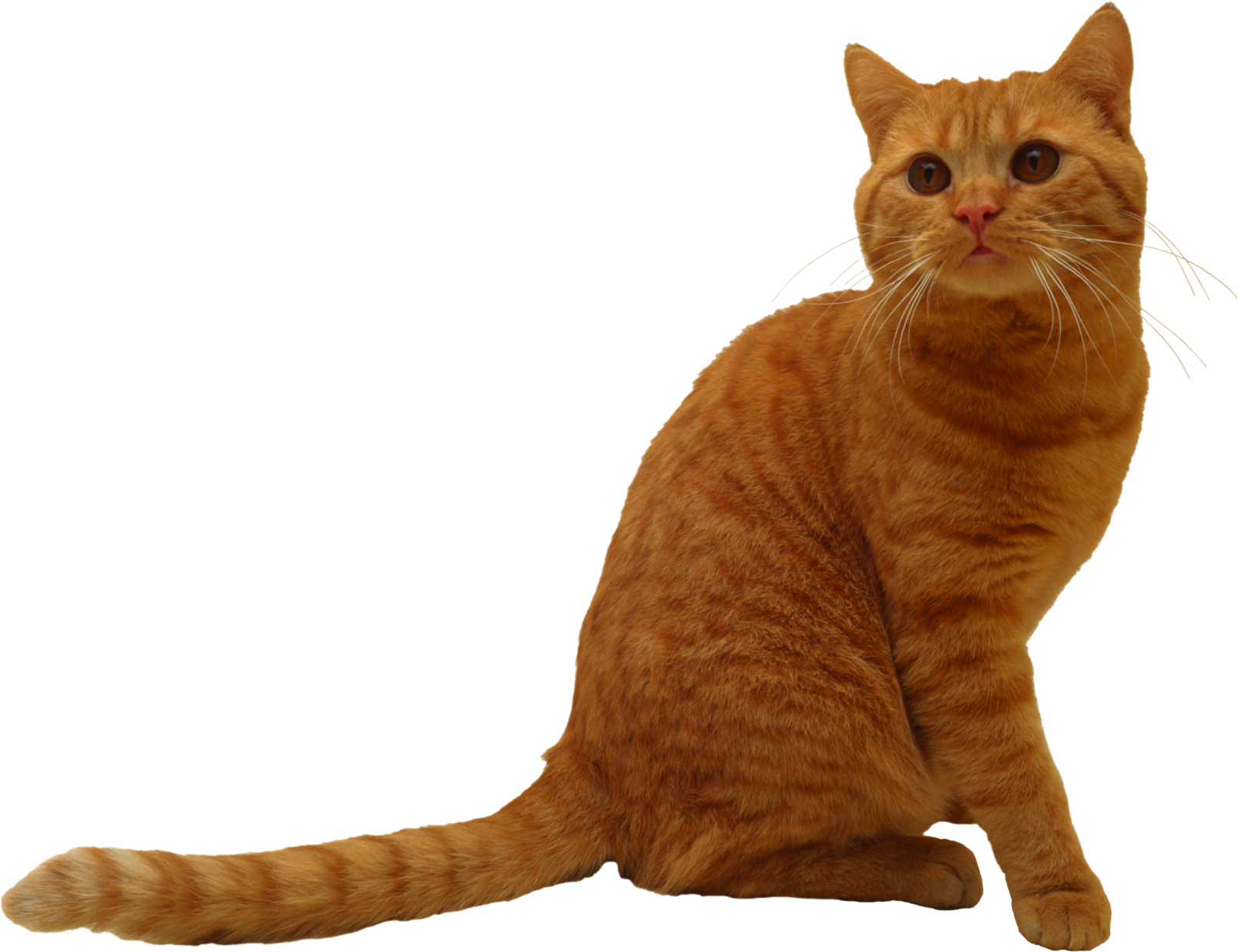 an orange cat sitting on a white surface