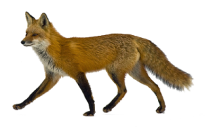 a red fox walking across a white background