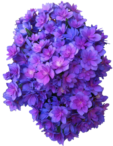 a bunch of purple flowers