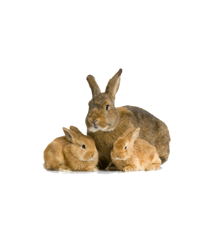 two rabbits are sitting next to each other rabbits
