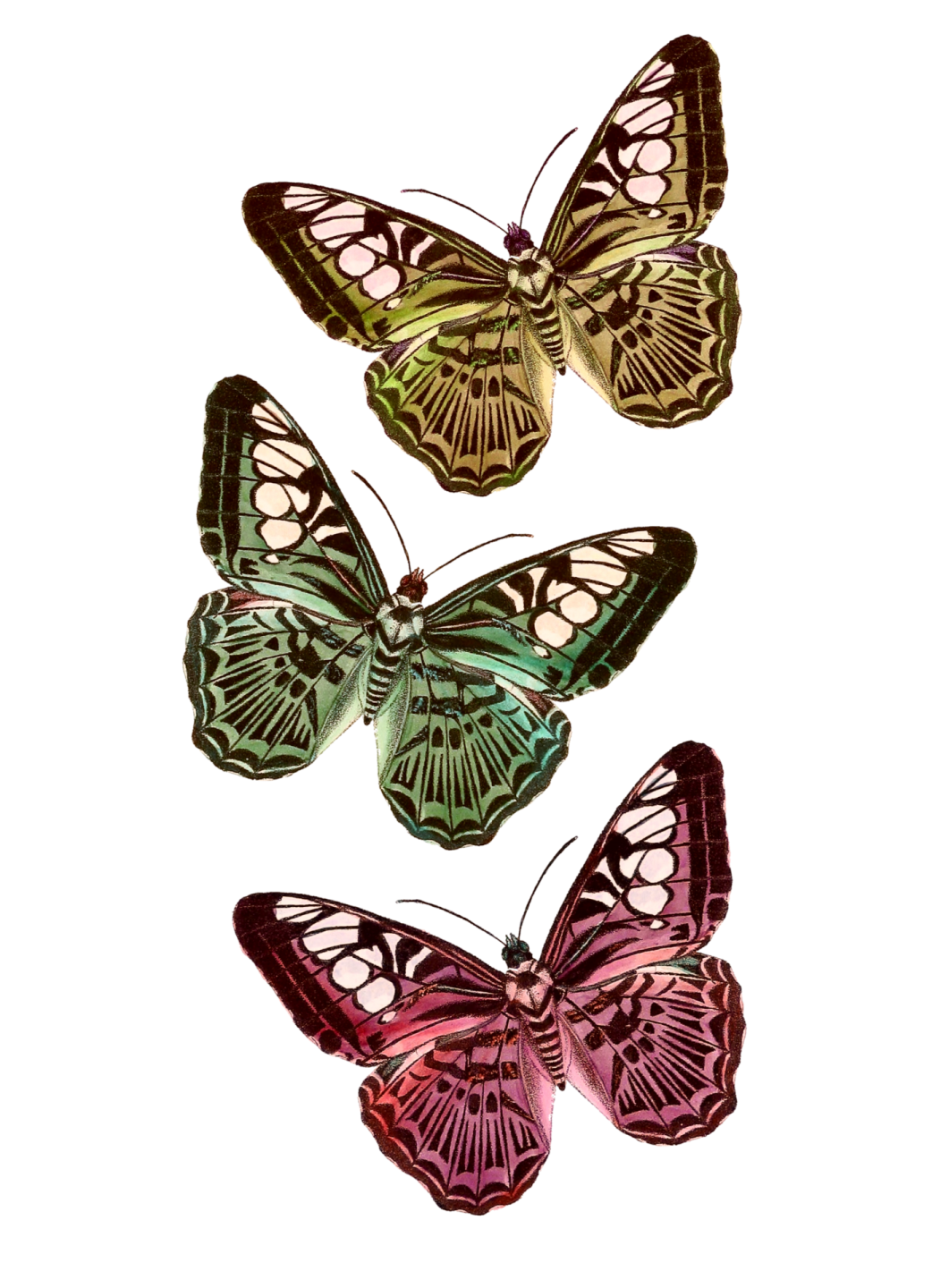 three butterflies on white background