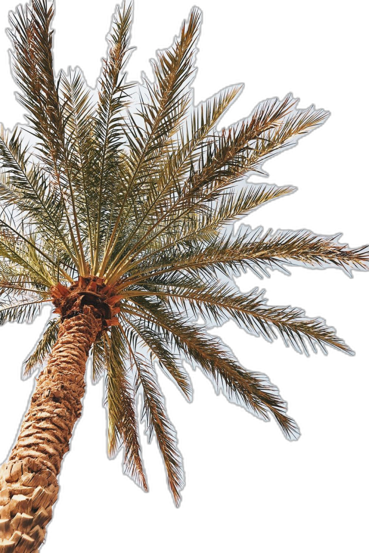 a palm tree on a white background