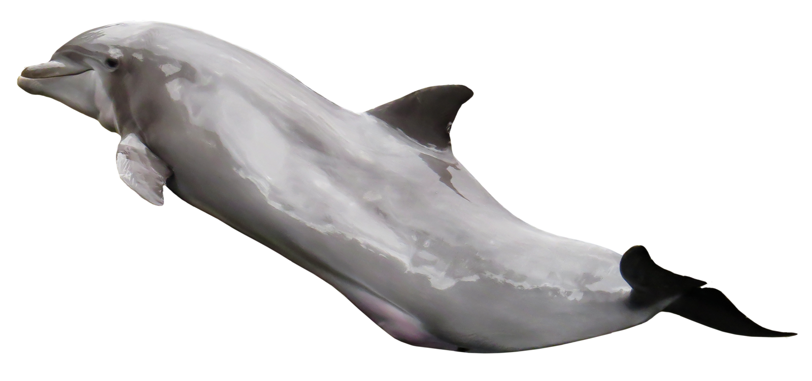 a dolphin jumping in the air on a white background