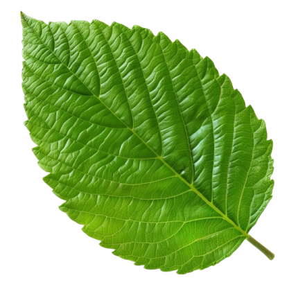 a green leaf on a white background