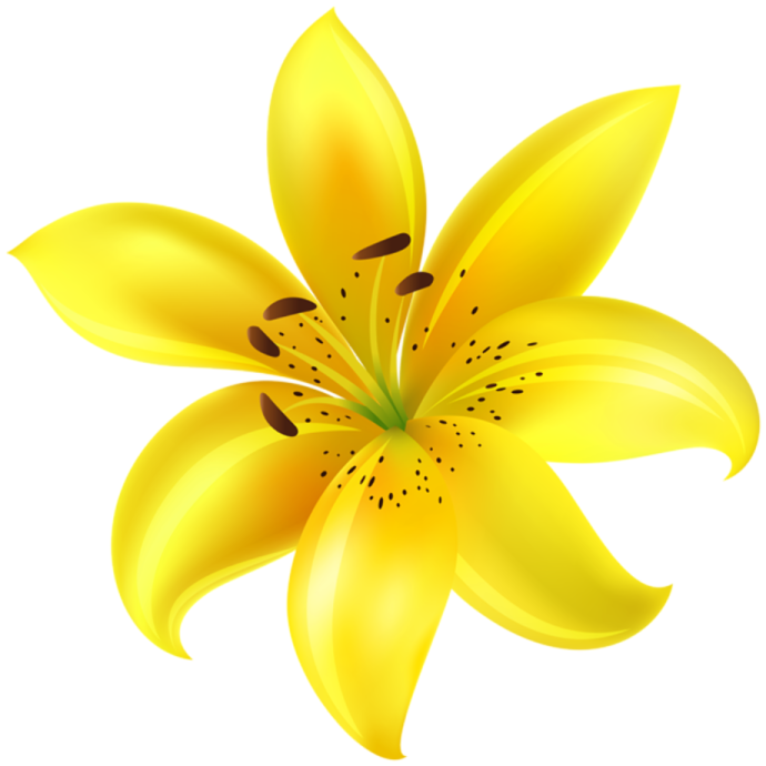 a yellow flower on a white background
