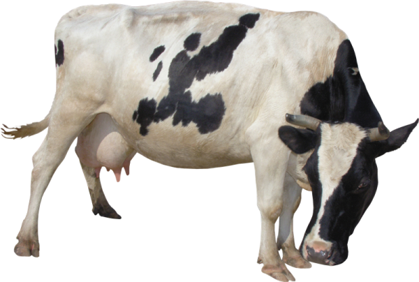 a black and white cow