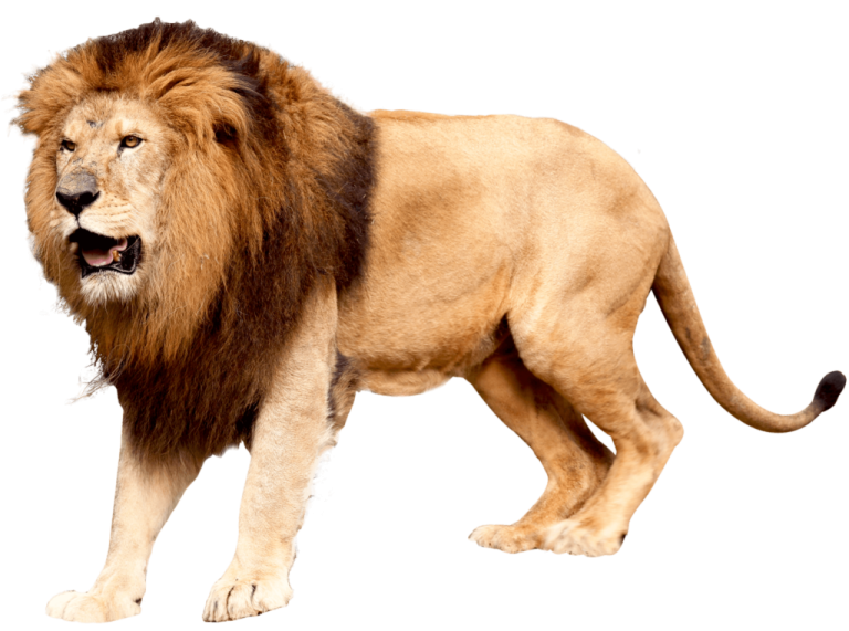 a lion standing on a white background