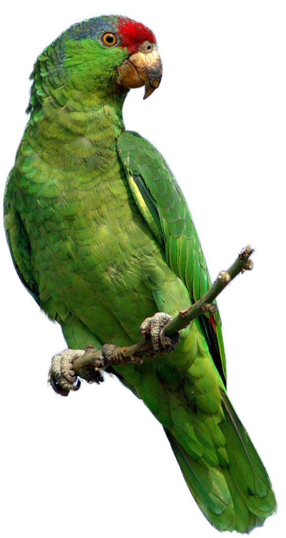 a green parrot perched on a tree branch