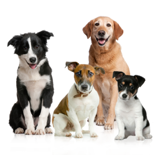 a group of dogs sitting next to each other dogs
