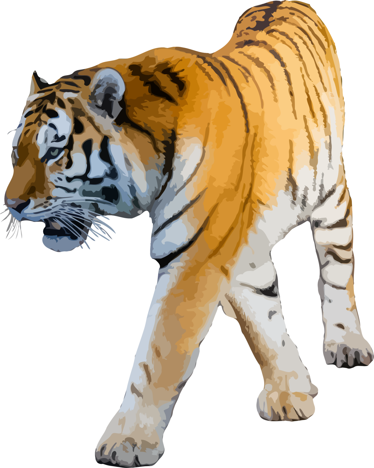 a tiger walking on a white background
