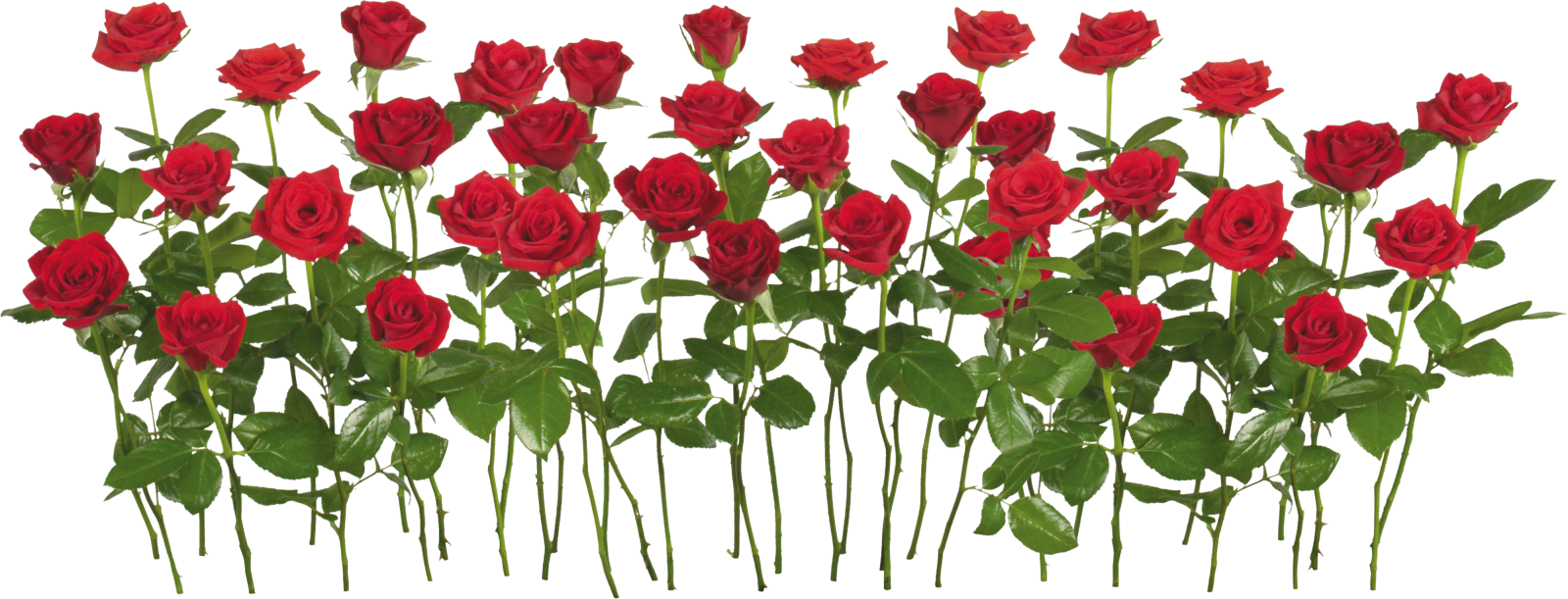 a bunch of red roses with green leaves