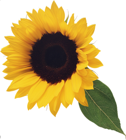 a sunflower on a white background