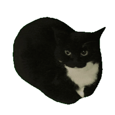 a black and white cat