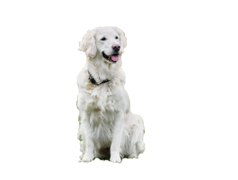 a white dog sitting down with its tongue out