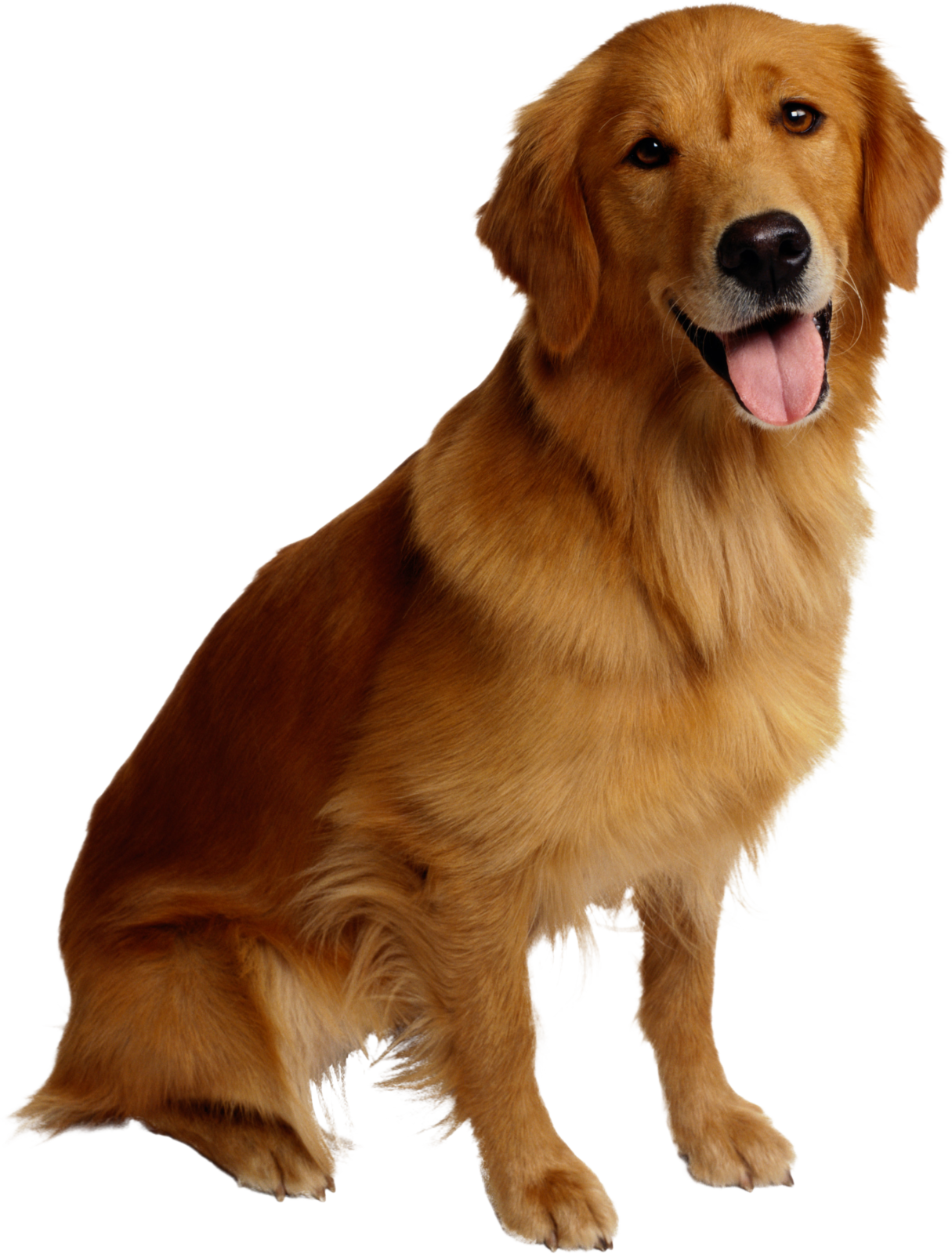 a large brown dog with its tongue out