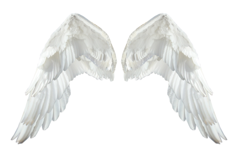 two white wings on a white background