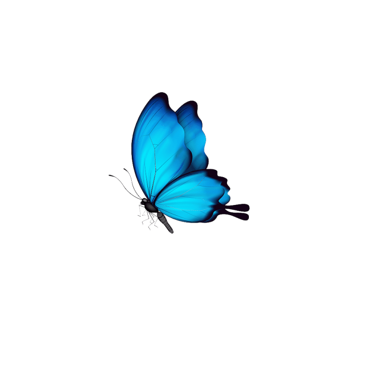 a blue butterfly on a white background