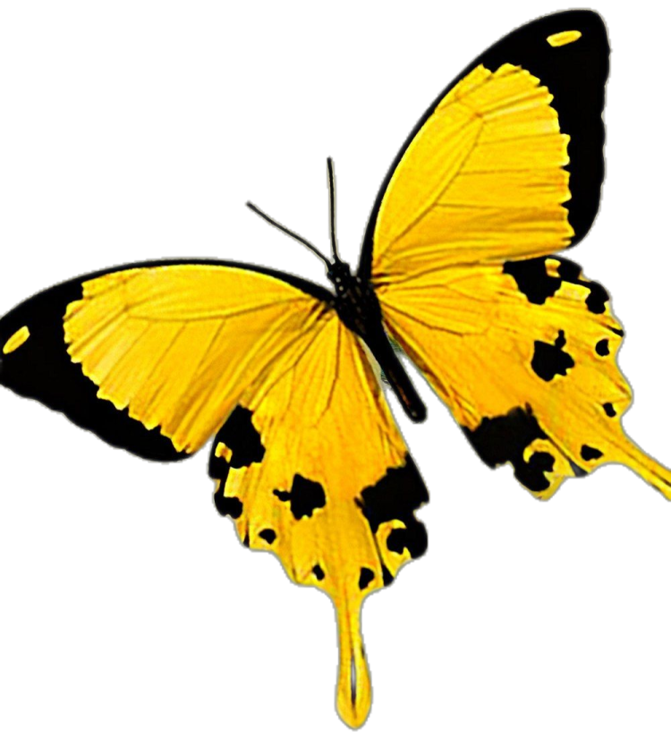 a yellow butterfly on a white background