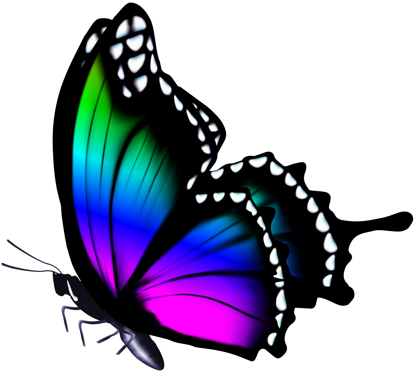 a colorful butterfly on a white background
