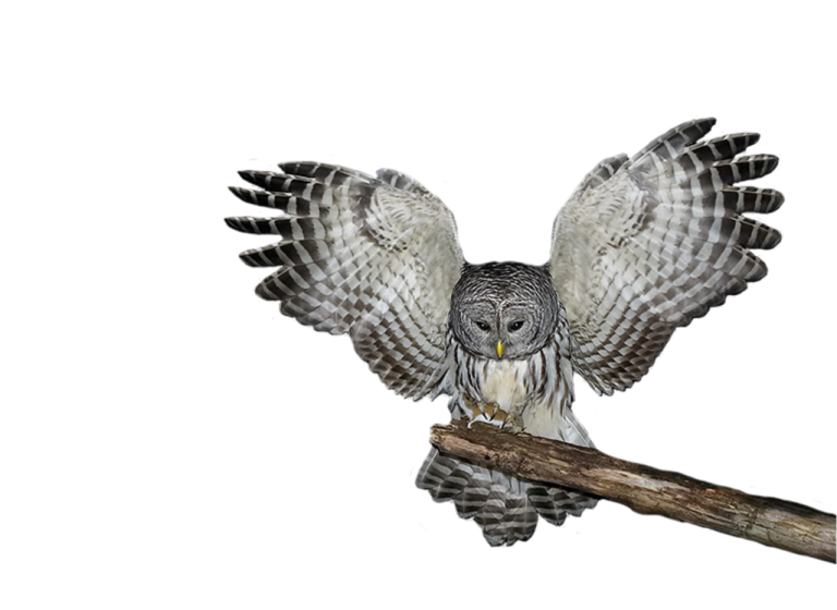 an owl perched on a branch with its wings spread