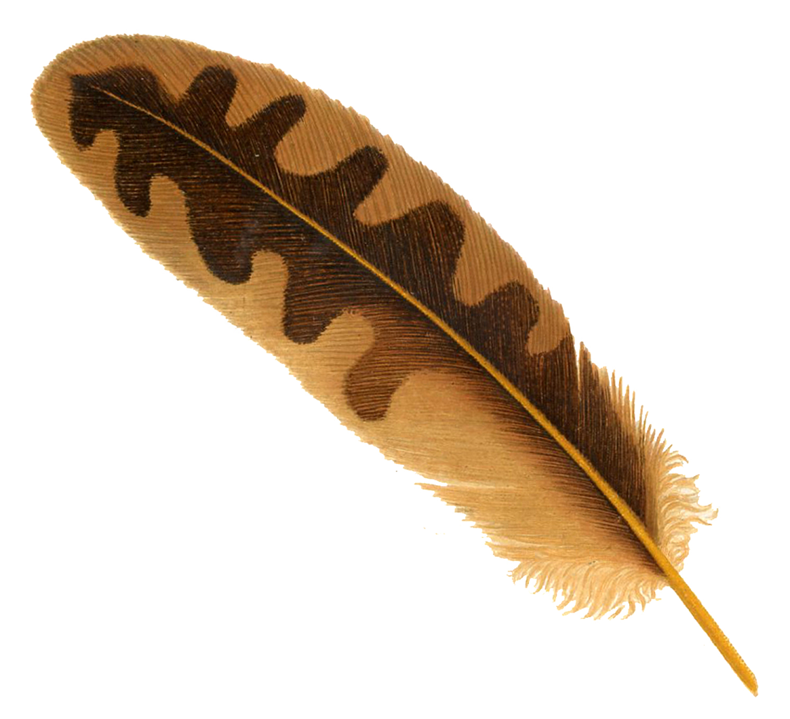 a brown feather on a white background