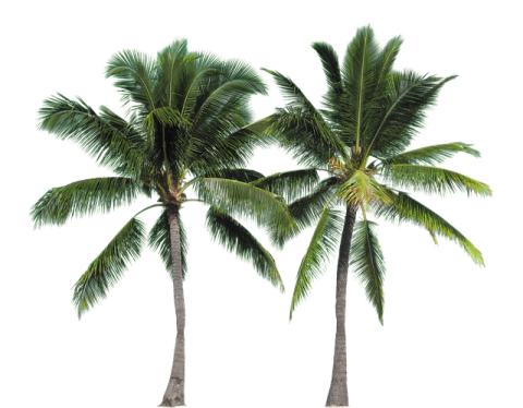 three palm trees on a white background