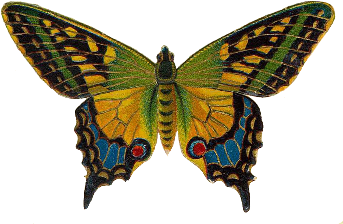 a yellow butterfly with black and green wings