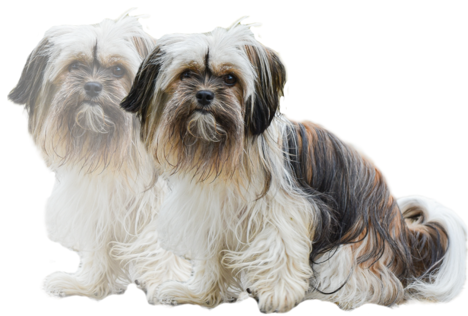 two dogs sitting next to each other dogs