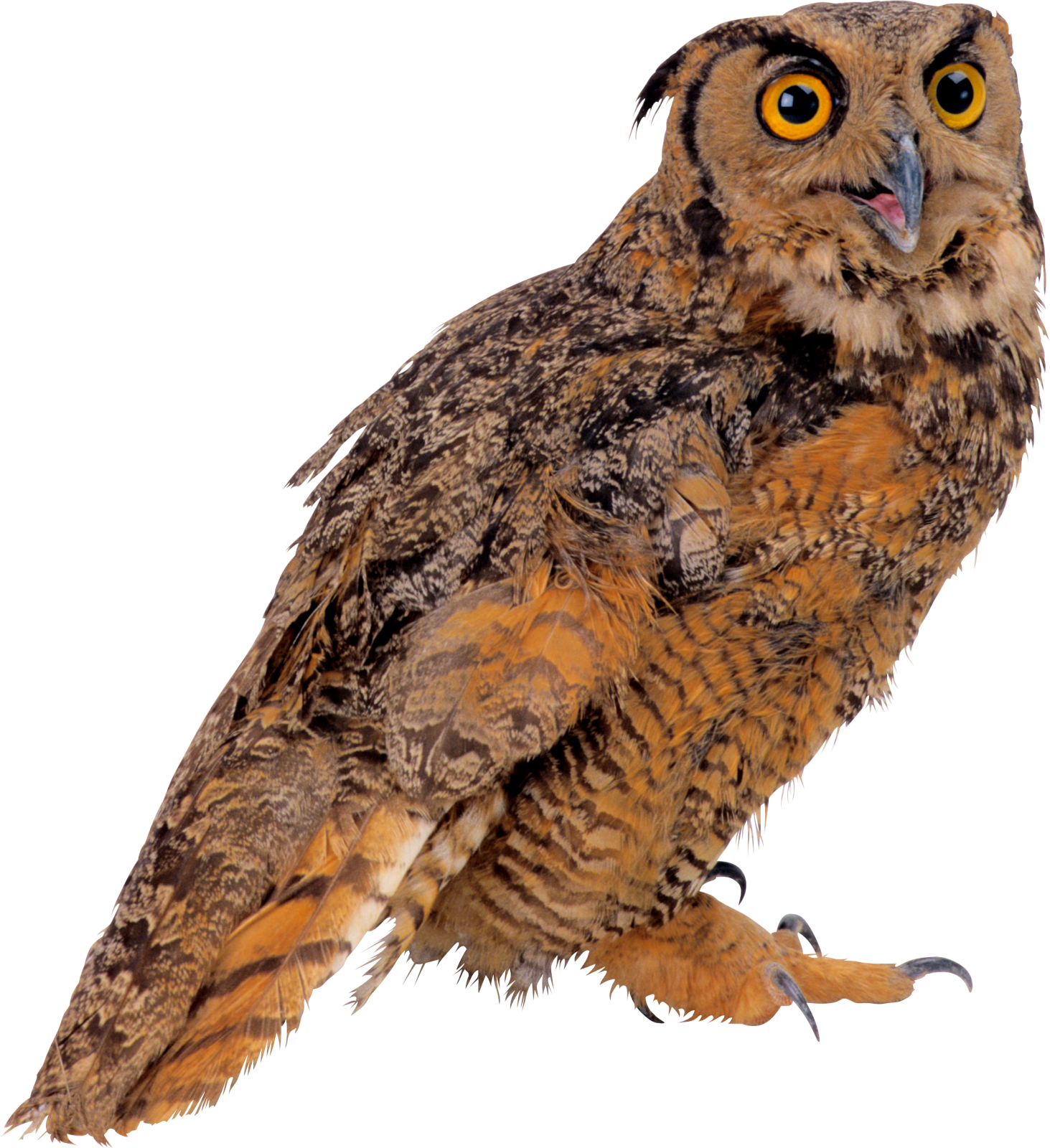 an owl is sitting on a white surface