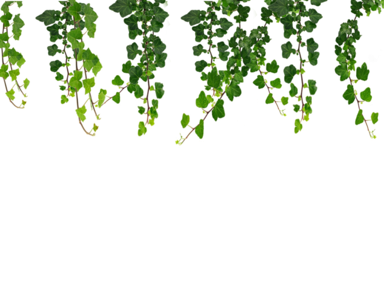 a bunch of green leaves on a white background