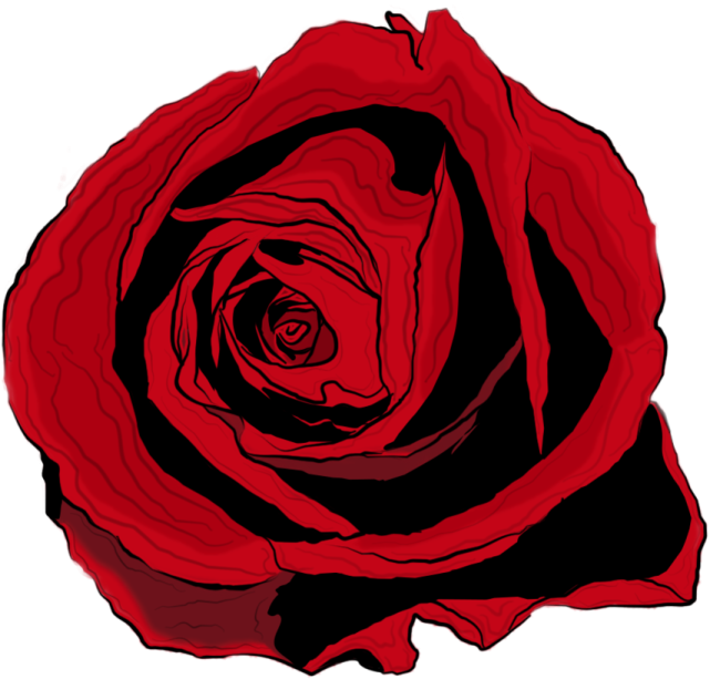 a red rose on a white background