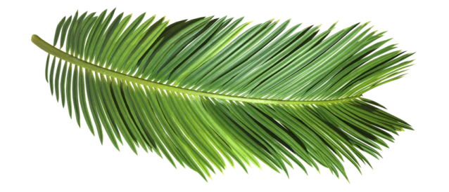 a palm leaf on a white background