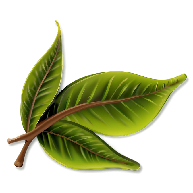 a leaf on a white background