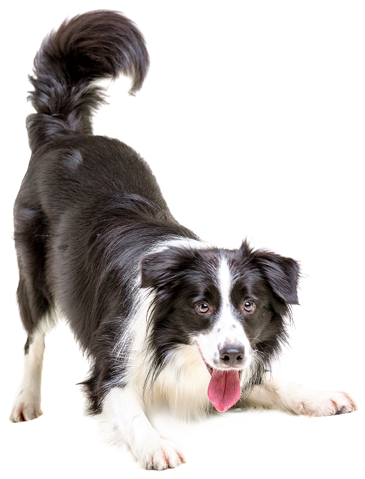 a black and white dog with its tongue out