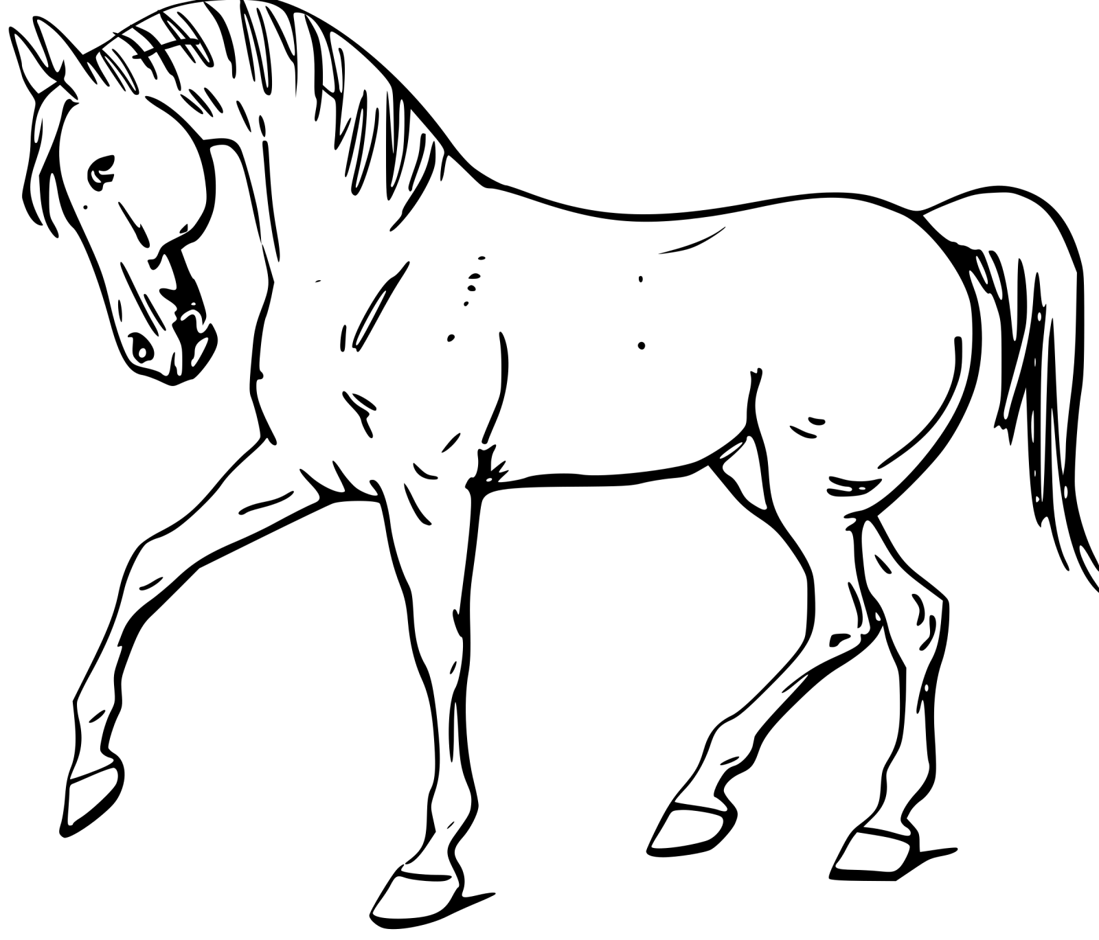 a black and white horse