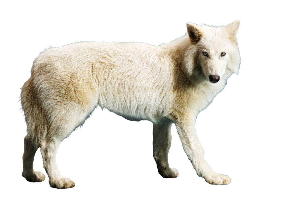 a white wolf standing in the middle of the frame