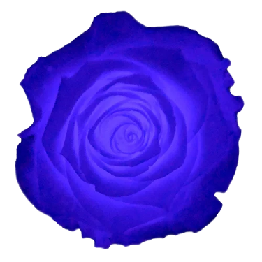 a purple rose on a white background
