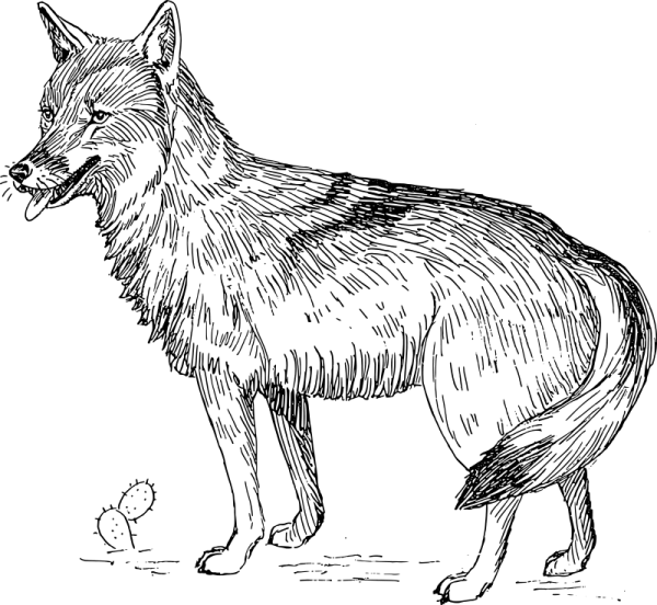 a black and white drawing of a wolf