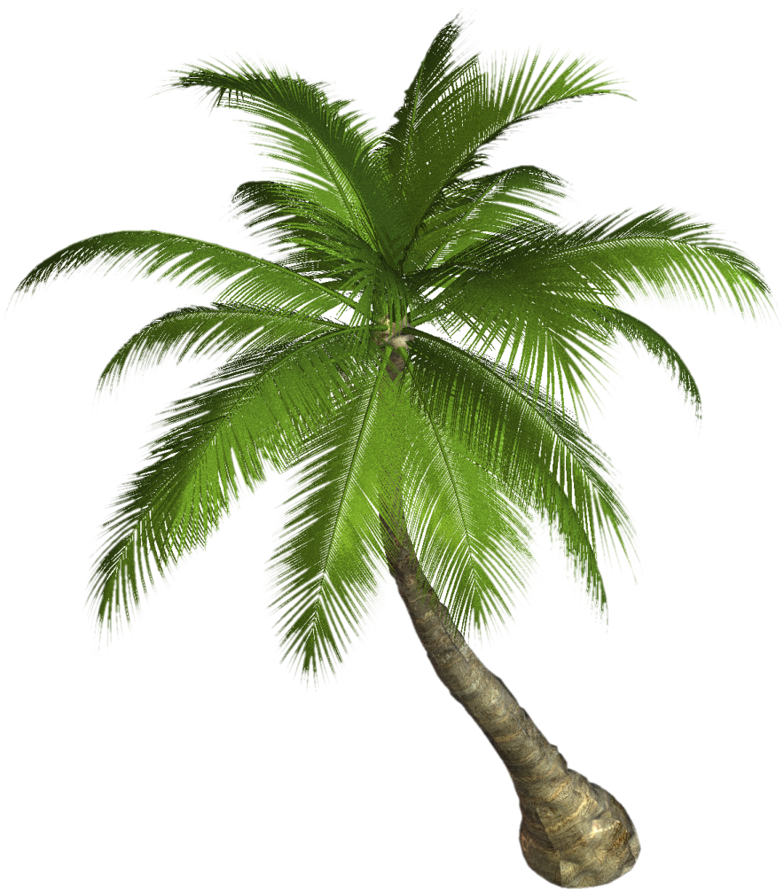 a palm tree on a white background