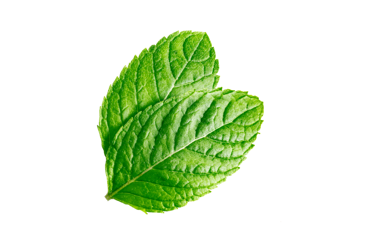 a green leaf on a white background