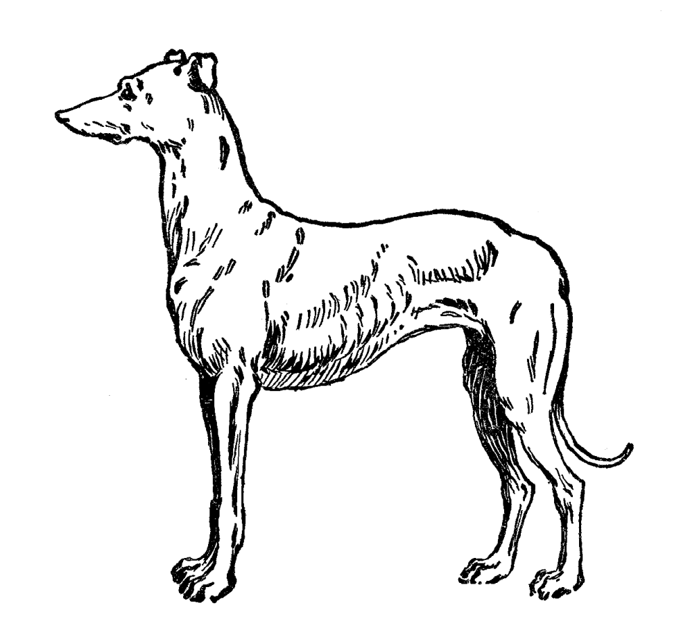 a black and white drawing of a dog