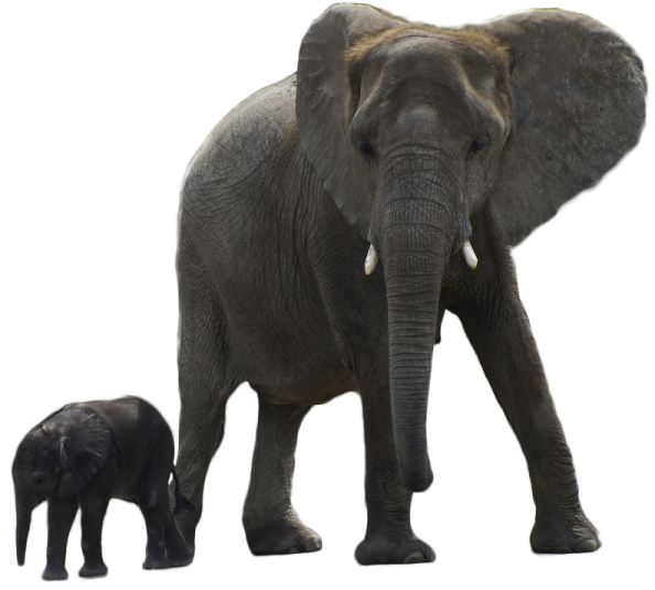 an elephant standing next to a baby elephant