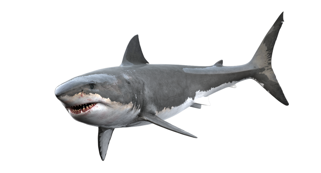 a great white shark with its mouth open